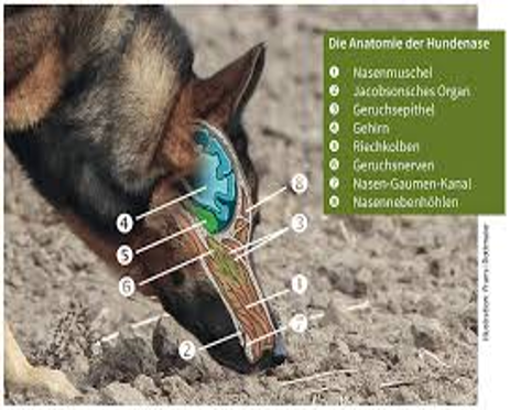 Der Gebrauchshundesport - Die Fährte