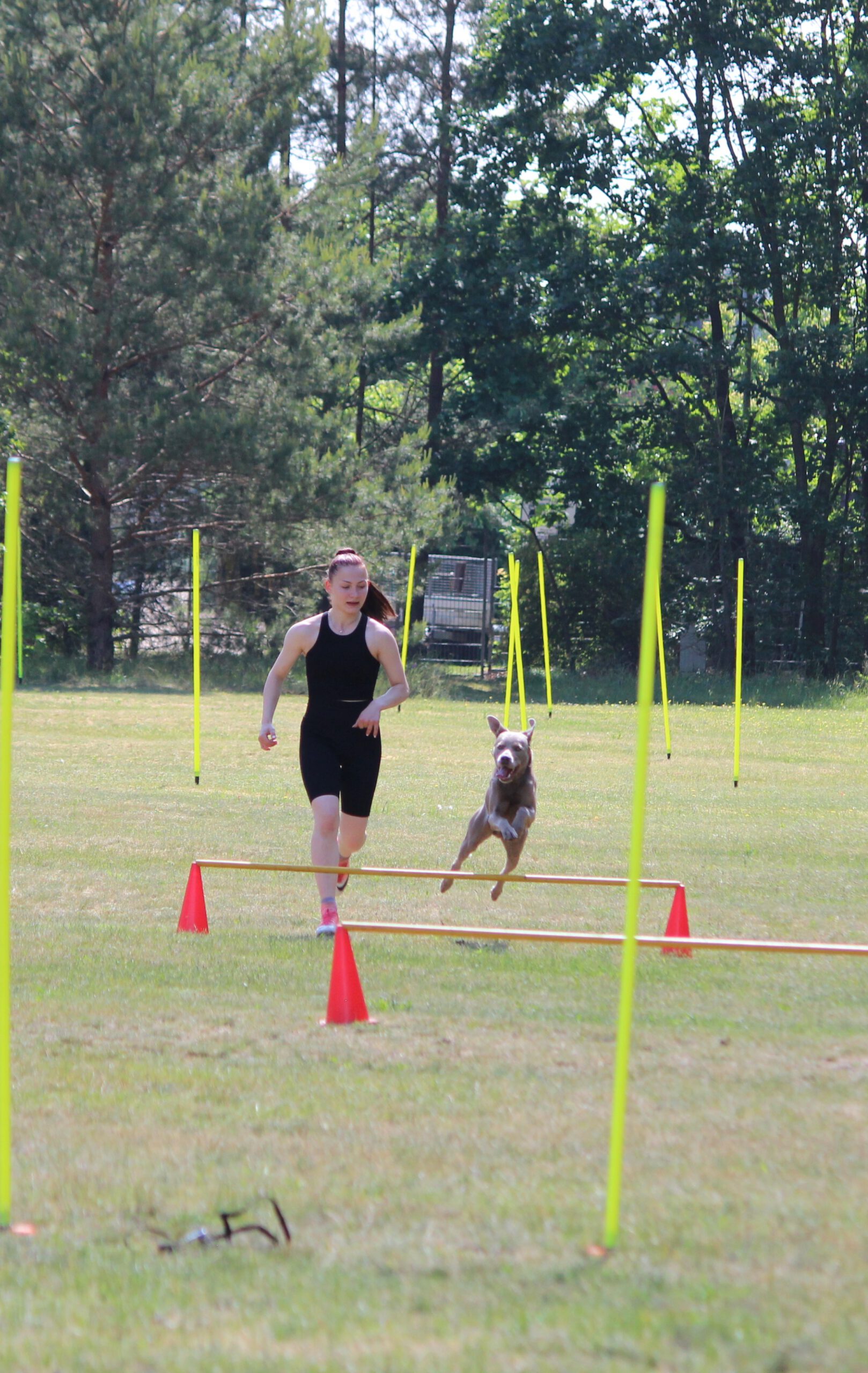 THS - Der Turnierhundesport - Hürdenlauf