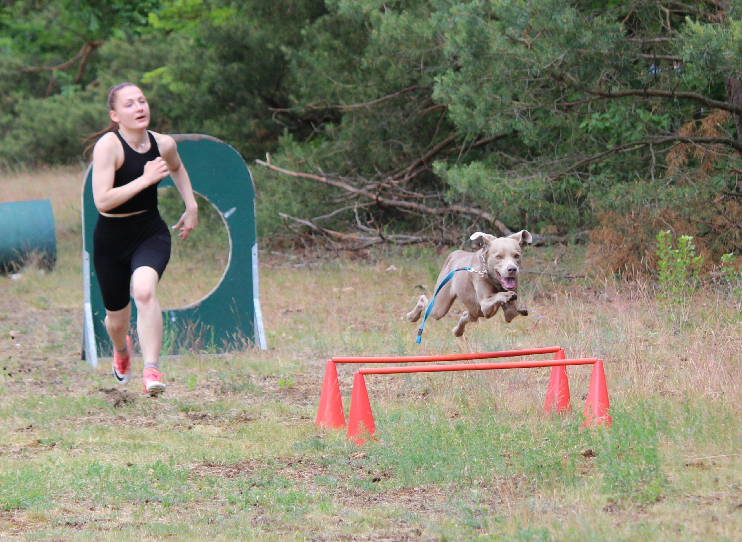 THS - Der Turnierhundesport - Hindernisparcours