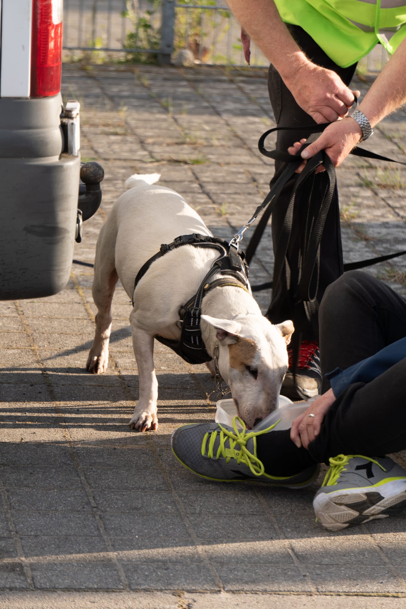 Mantrailing - Personensuchhunde